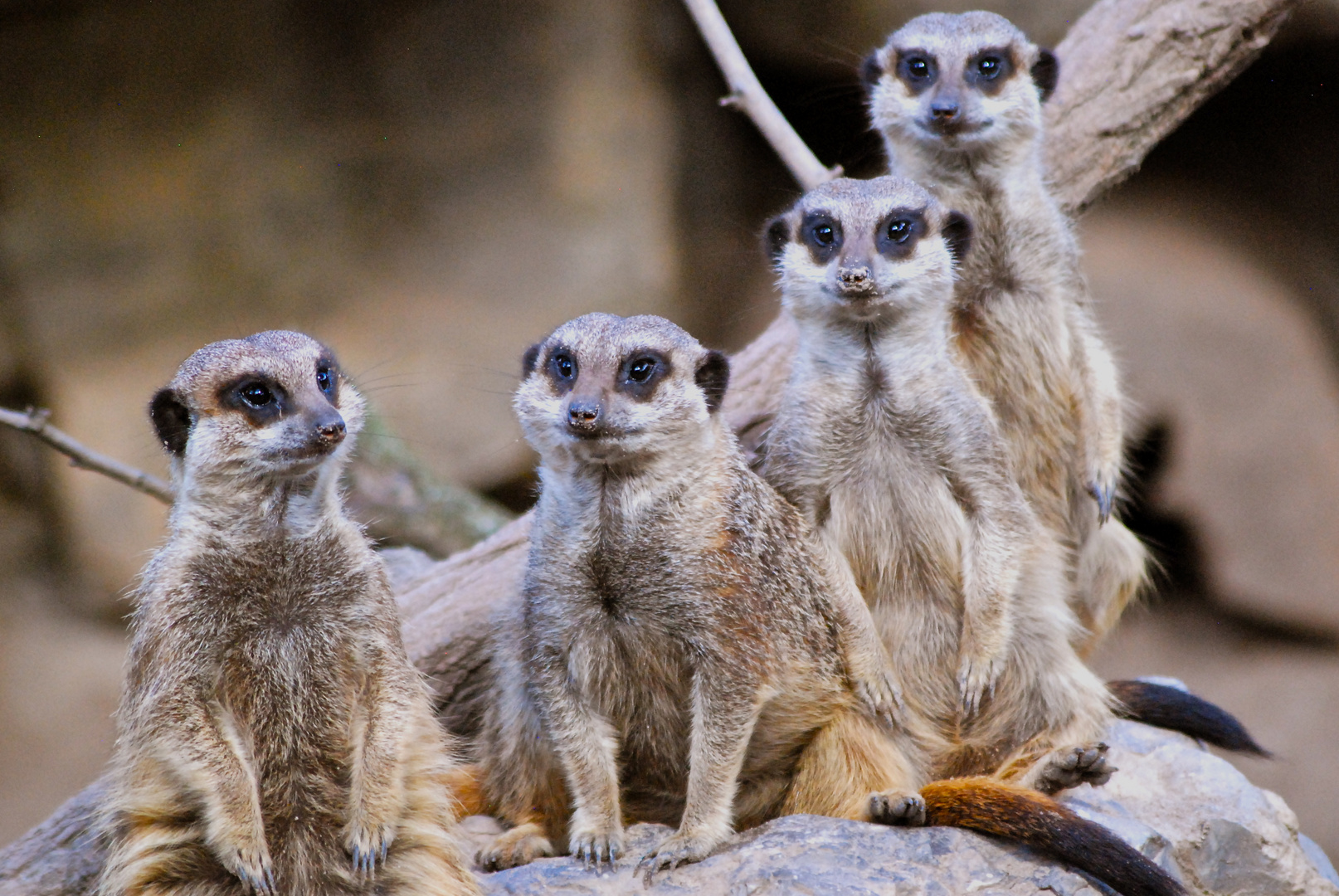 Erdmännchen-Familie