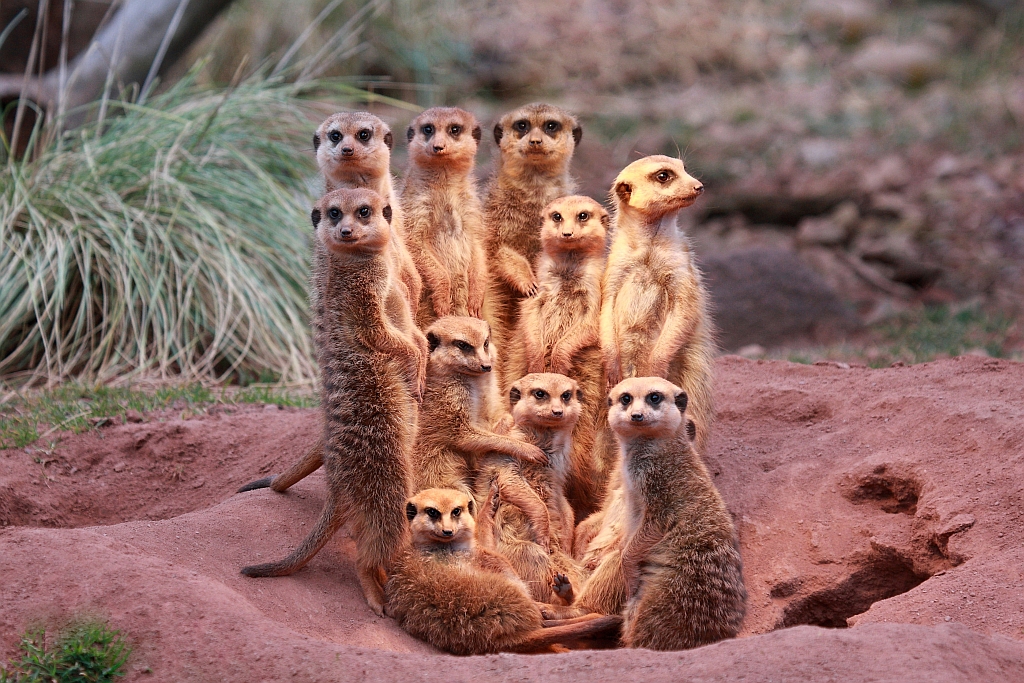 Erdmännchen Familie