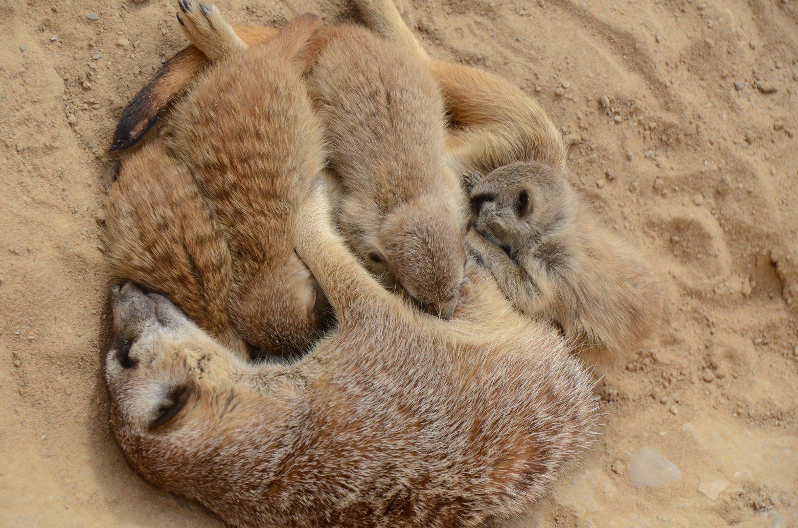 Erdmännchen Familie