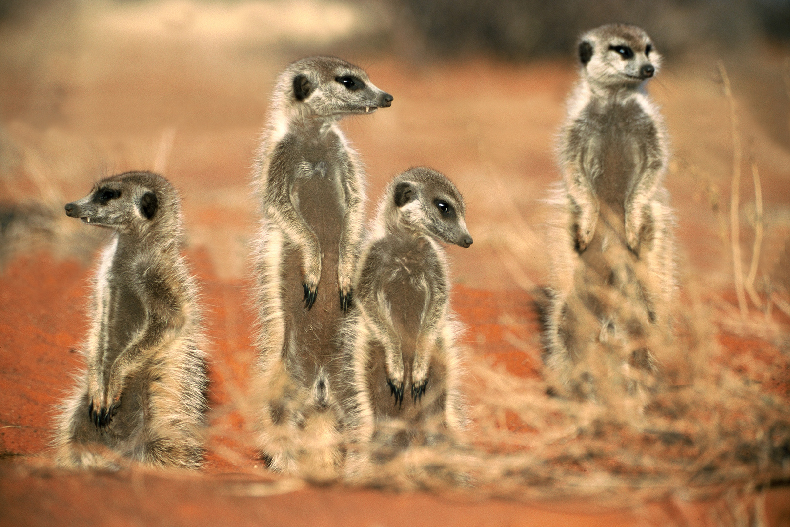 Erdmännchen Familie