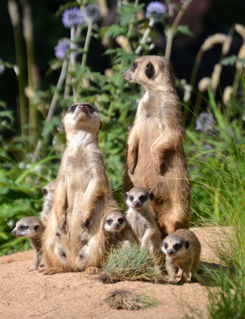 Erdmännchen Familienportrait ... Zoo Nürnberg