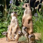 Erdmännchen Familienportrait ... Zoo Nürnberg