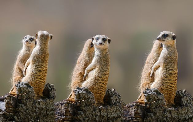 Erdmännchen Fotoshooting. 