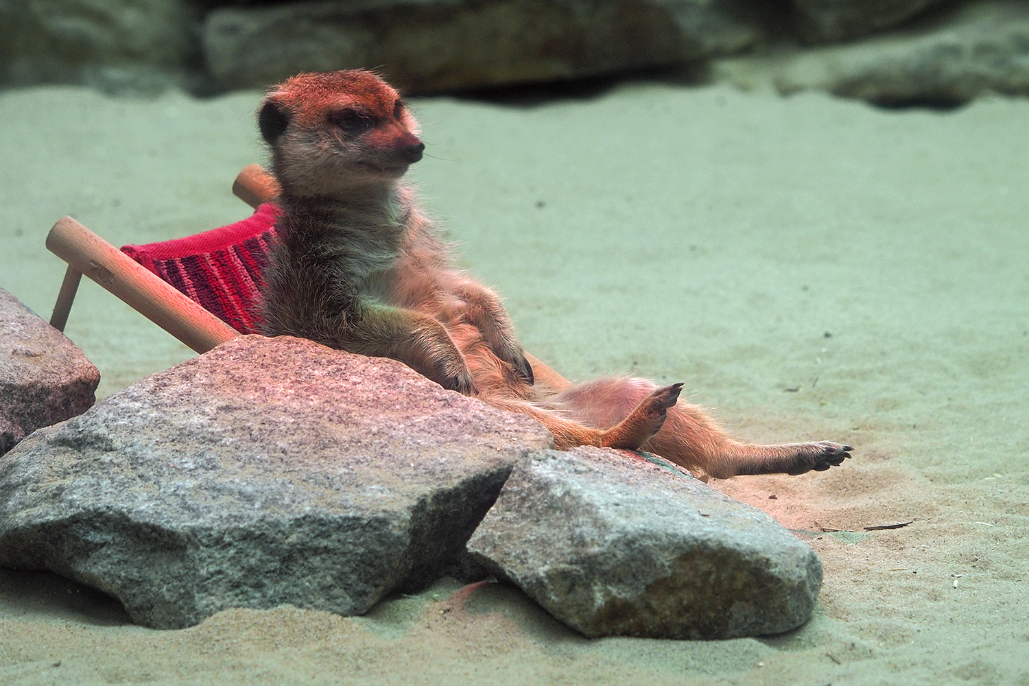 Erdmännchen "Frau Erdfrau" ...