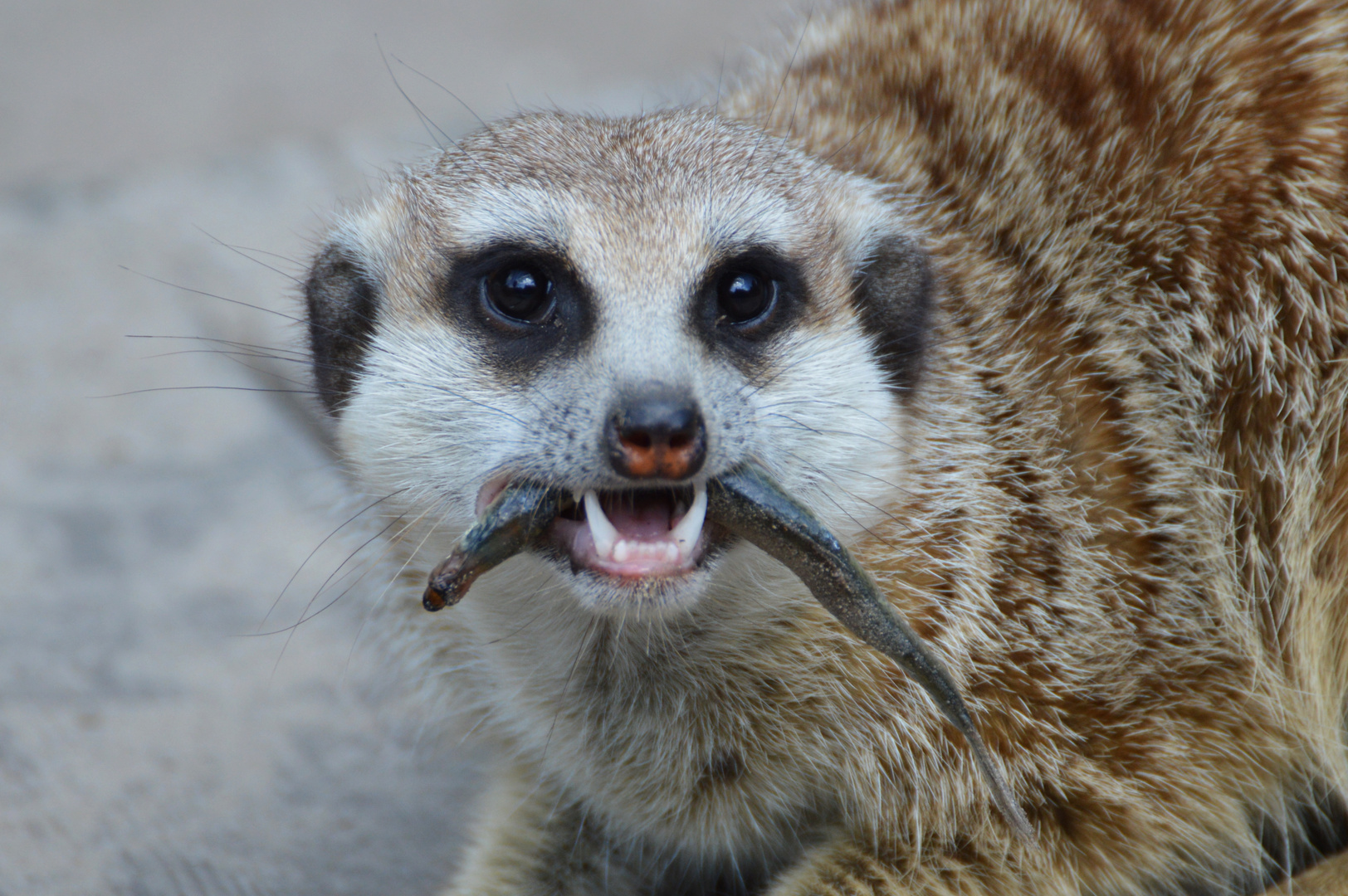 Erdmännchen futtert Fisch