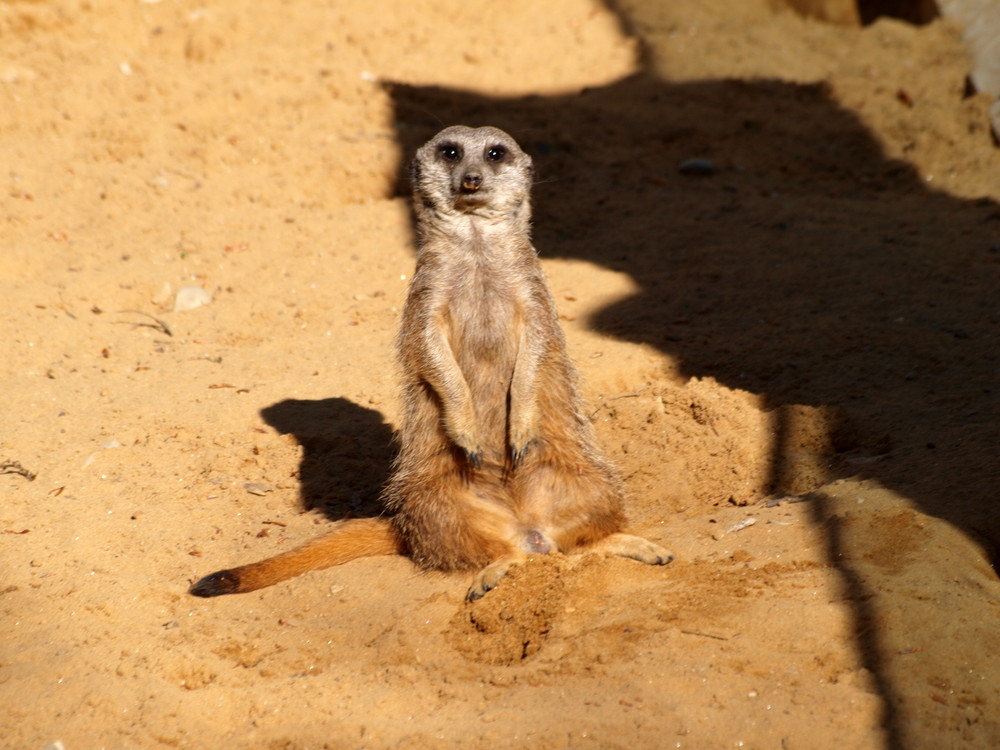 Erdmännchen gechillt