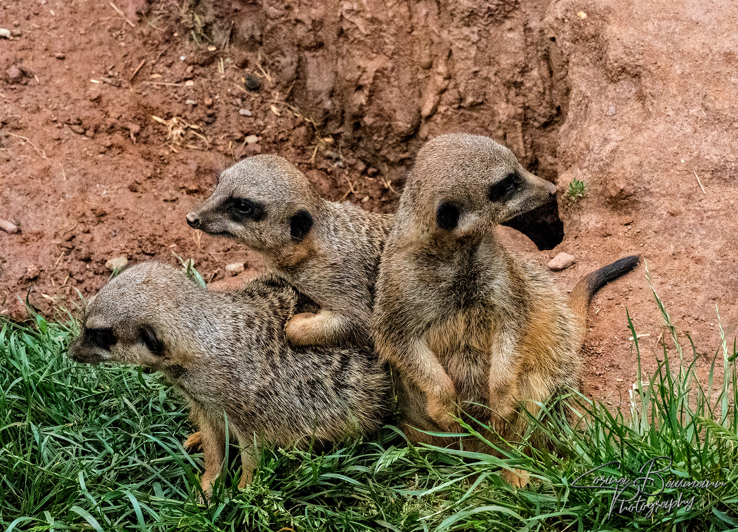 Erdmännchen-Gruppe