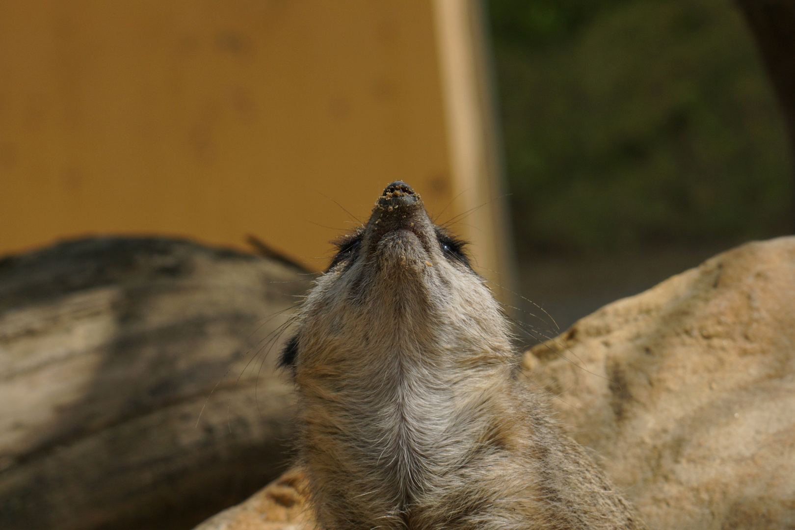 Erdmännchen guckt nach Feind