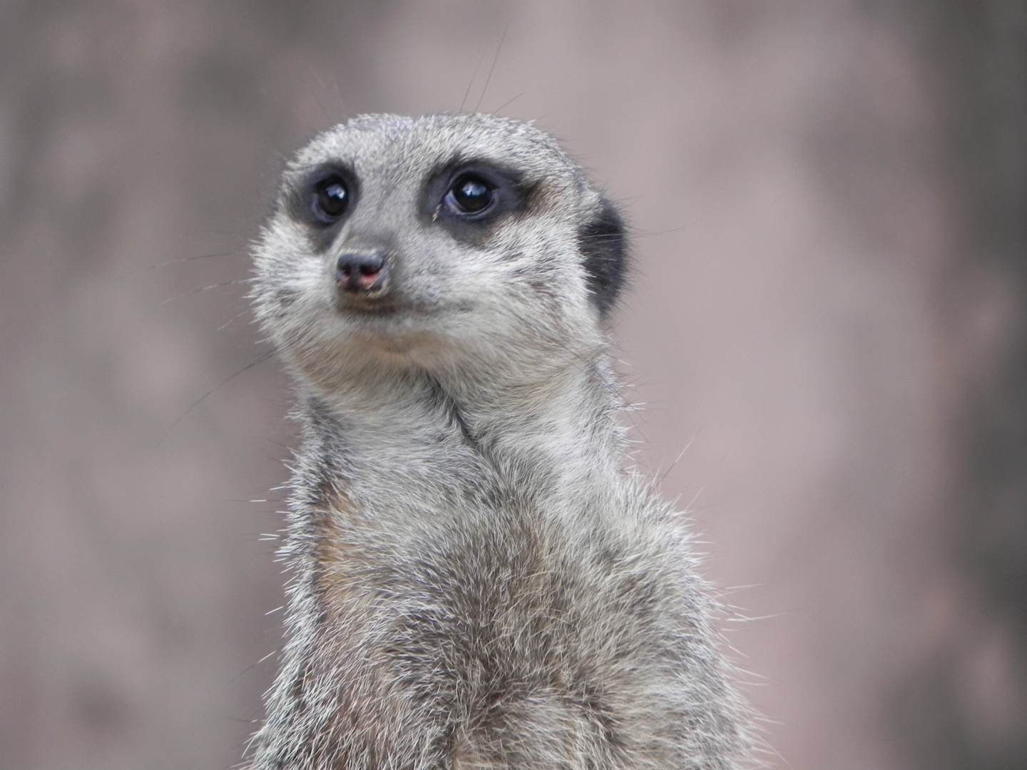 Erdmännchen hält Ausschau