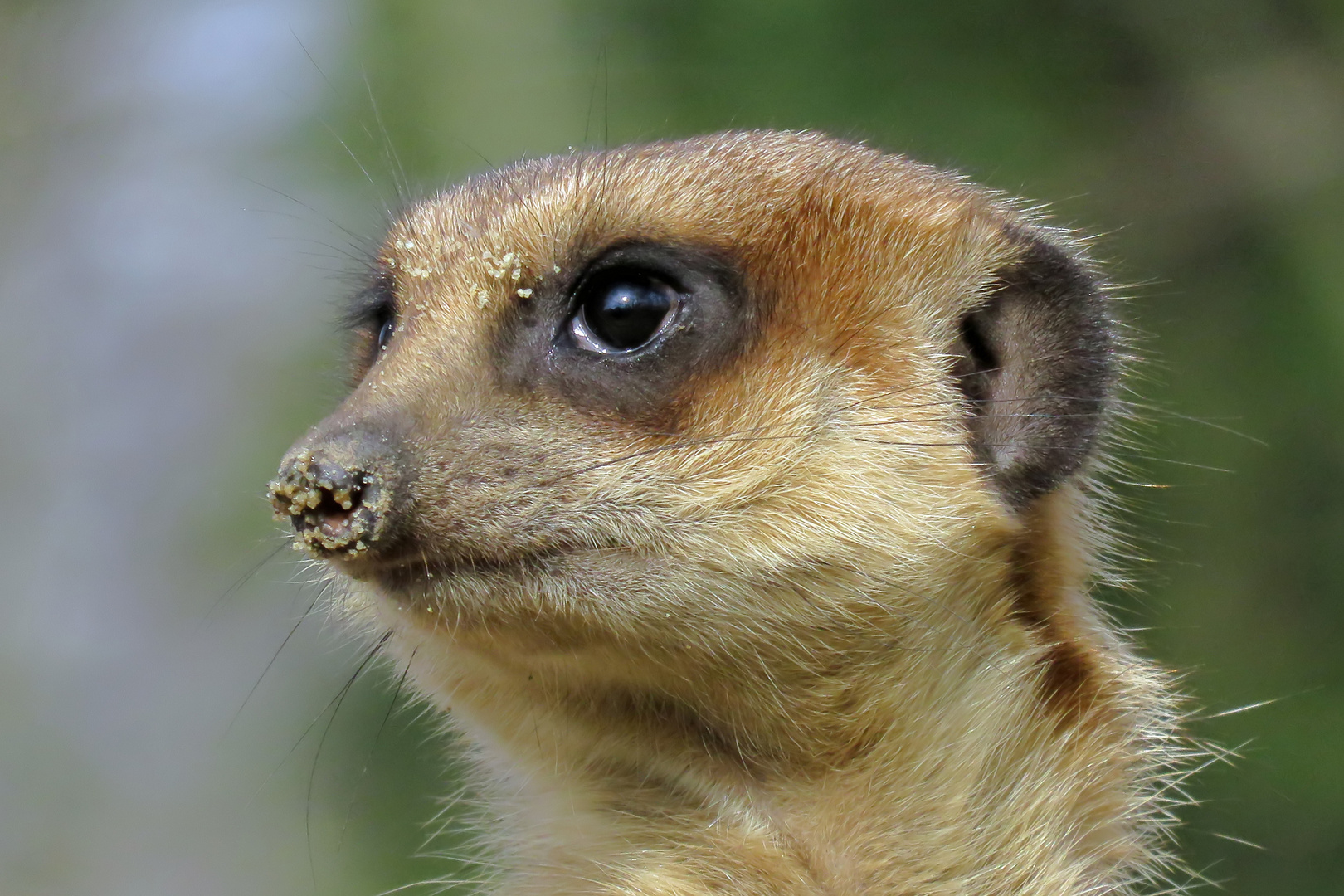 Erdmännchen hält Ausschau