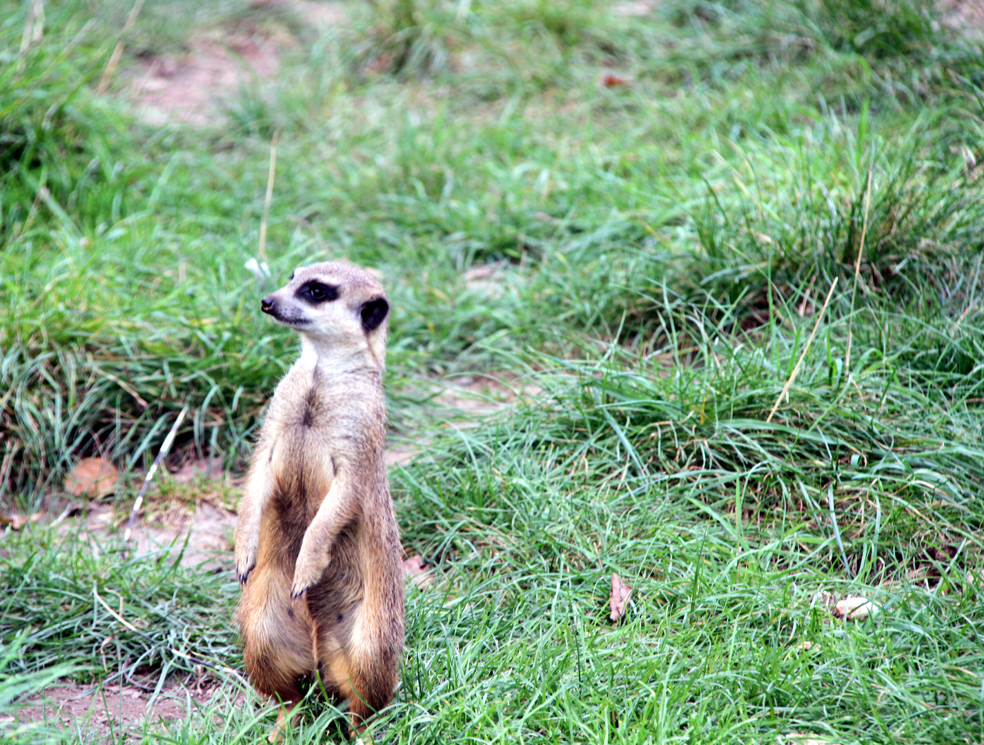 Erdmännchen hält Ausschau im Zoo Heidelberg