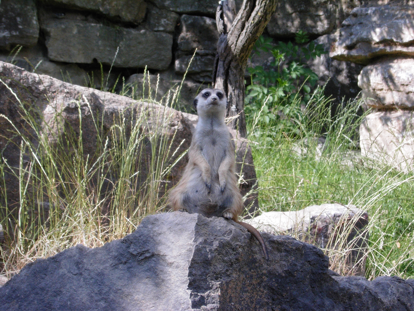 Erdmännchen hält Wache