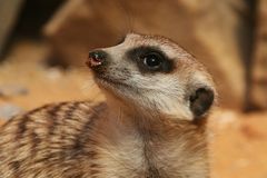 Erdmännchen im Affen und Vogelpark Eckenhagen