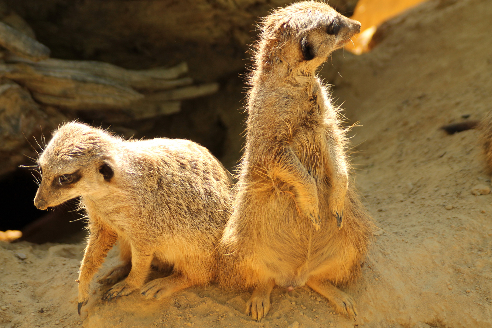 Erdmännchen im Allwetterzoo