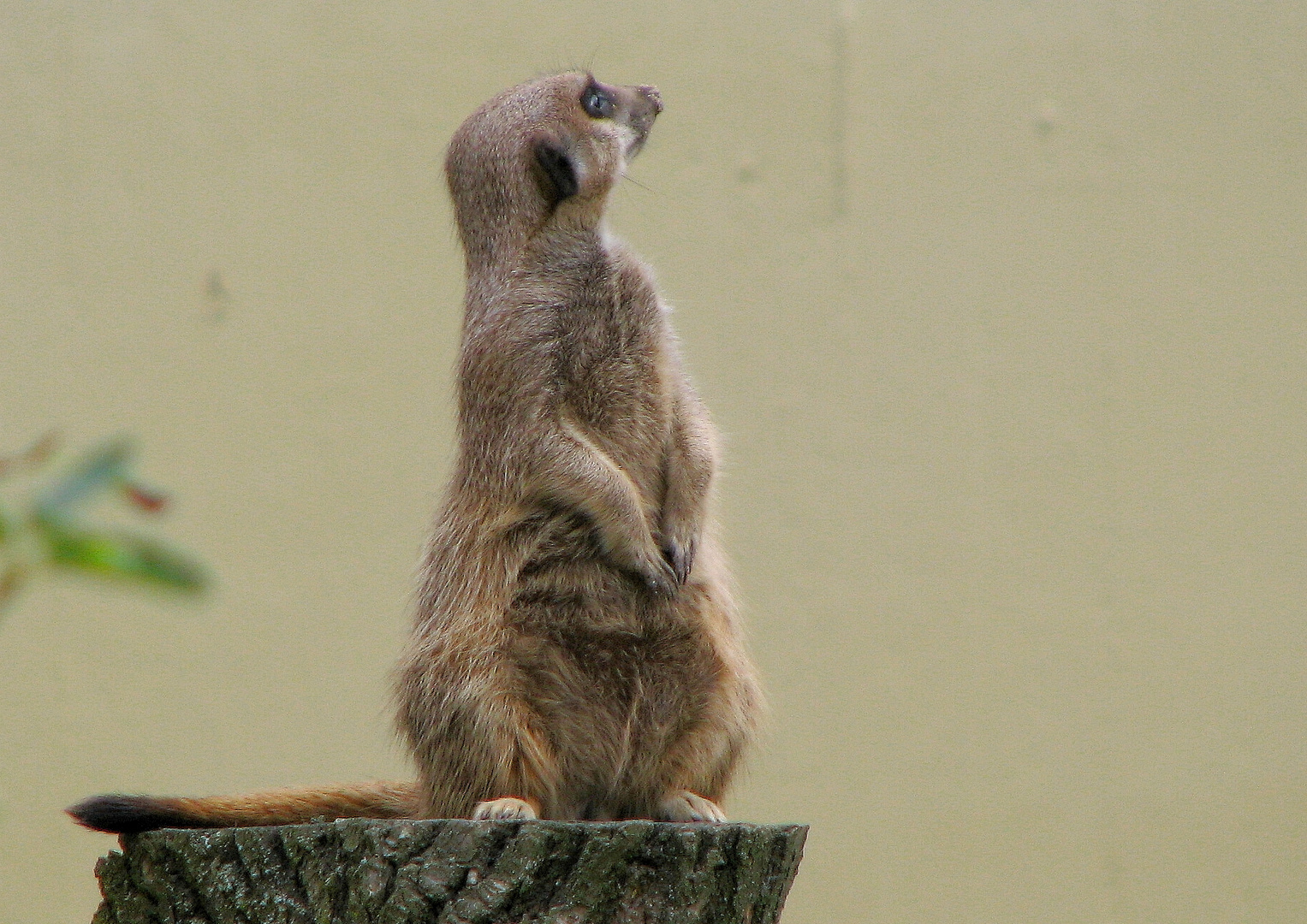 Erdmännchen im Allwetterzoo Münster