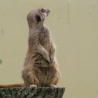 Erdmännchen im Allwetterzoo Münster