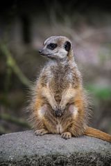 Erdmännchen im Burgerszoo