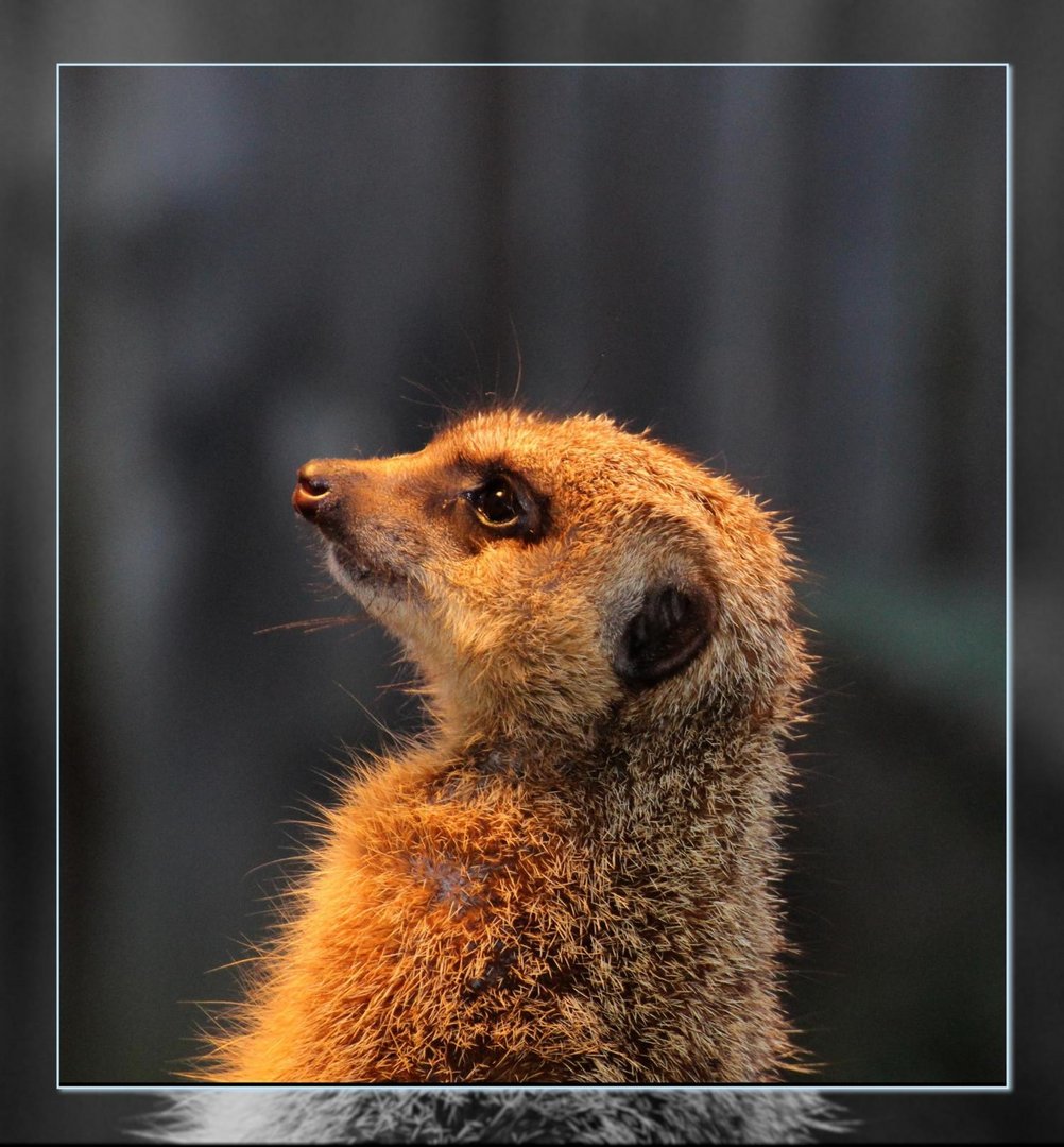 Erdmännchen im Chemnitzer Tierpark