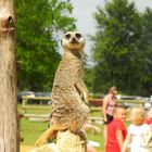 Erdmännchen im Cotswolds Wildlife Park - England