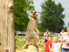 Erdmännchen im Cotswolds Wildlife Park - England