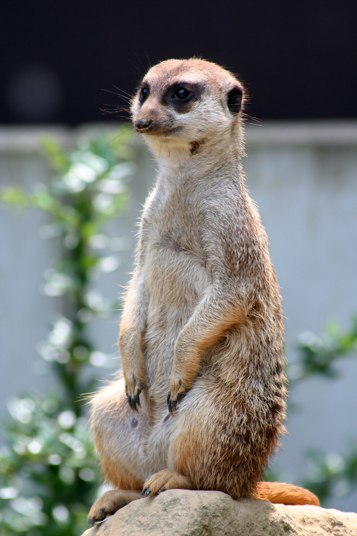 Erdmännchen im Dortmunder Zoo