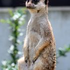 Erdmännchen im Dortmunder Zoo