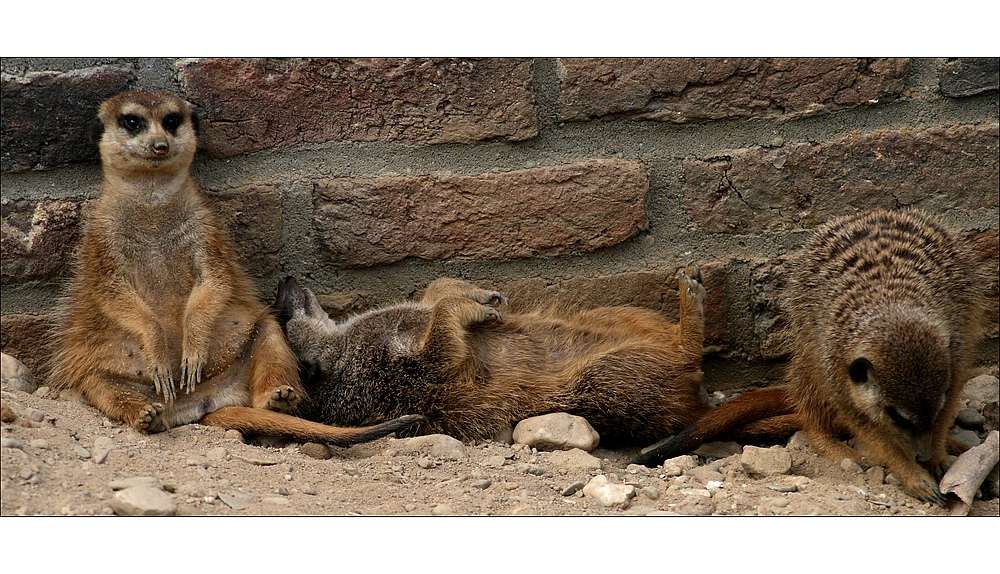 Erdmännchen im Dreierpack....