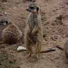 Erdmännchen im Dresdener Zoo