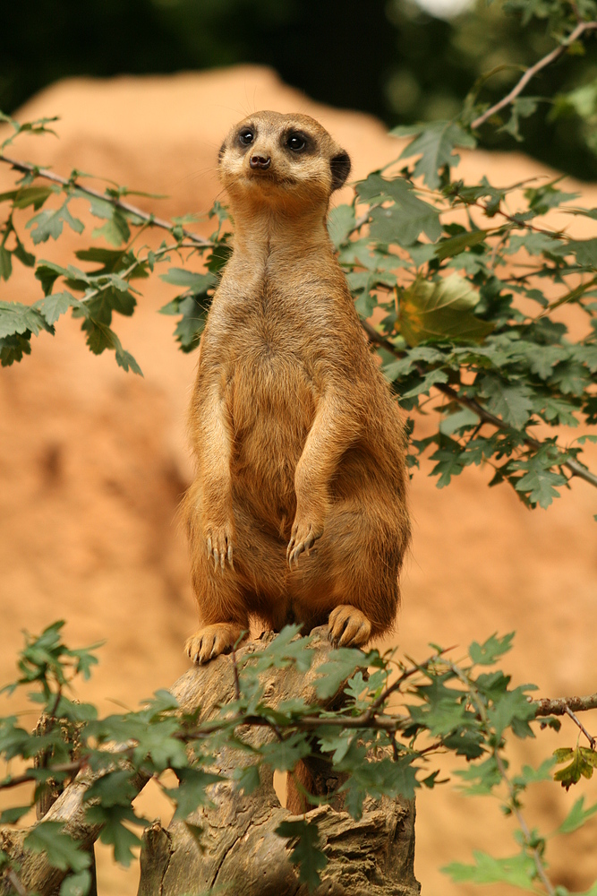 Erdmännchen im Duisburger Zoo