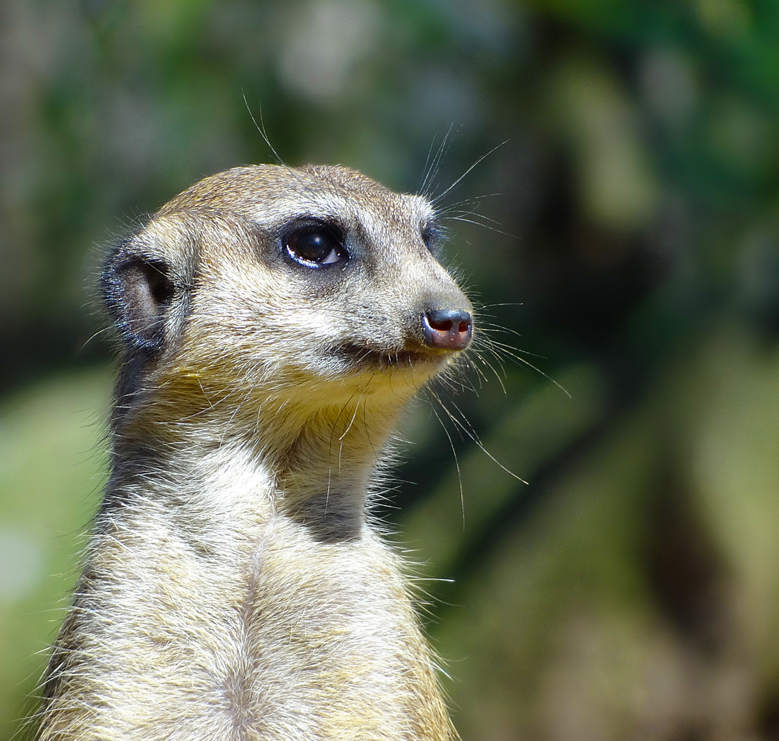 Erdmännchen im Duisburger Zoo