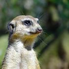 Erdmännchen im Duisburger Zoo