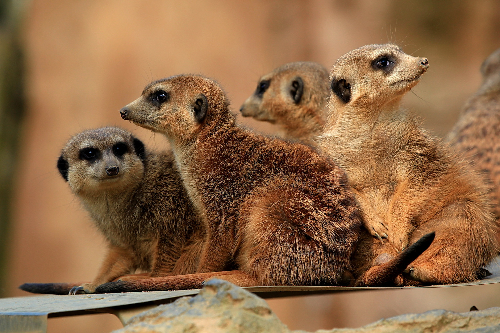 Erdmännchen im Duisburger Zoo