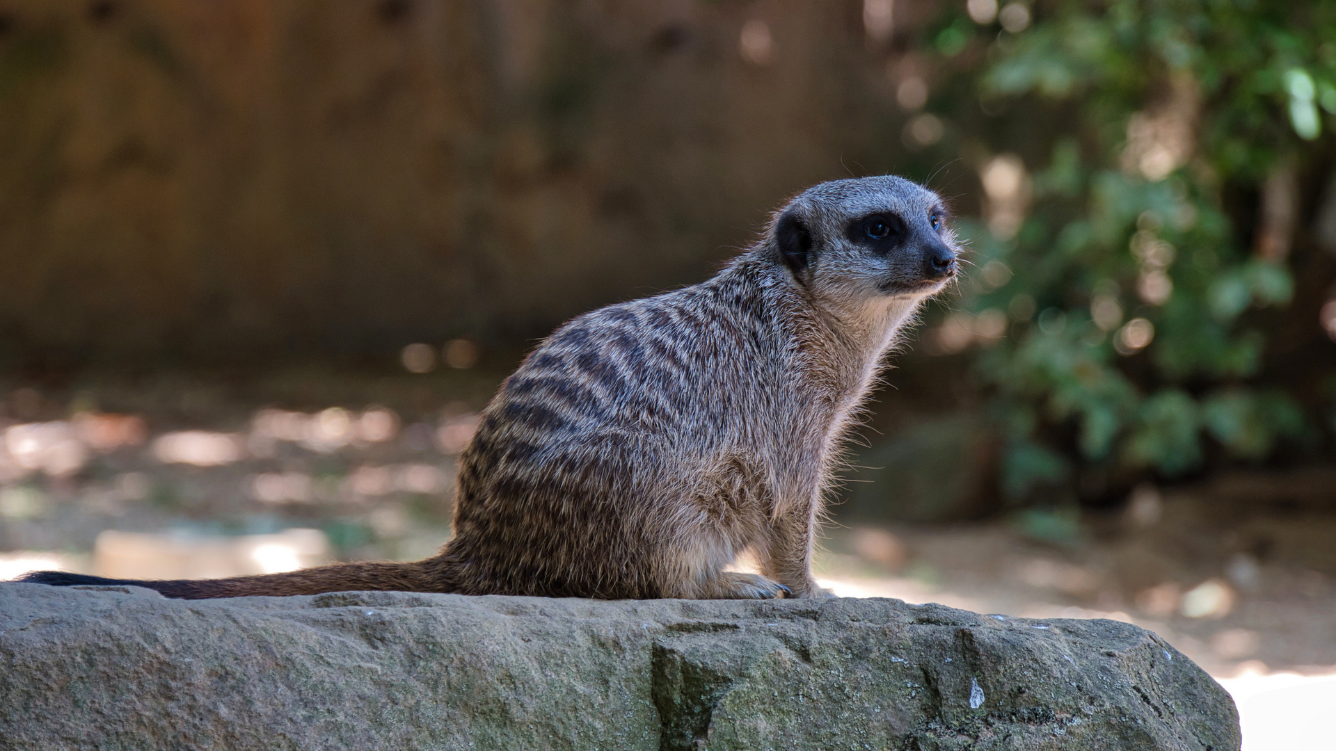 Erdmännchen im Duisburger Zoo