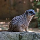 Erdmännchen im Duisburger Zoo