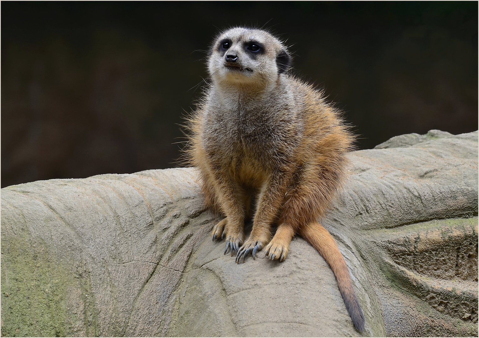 Erdmännchen im Duisburger Zoo