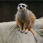 Erdmännchen im Duisburger Zoo