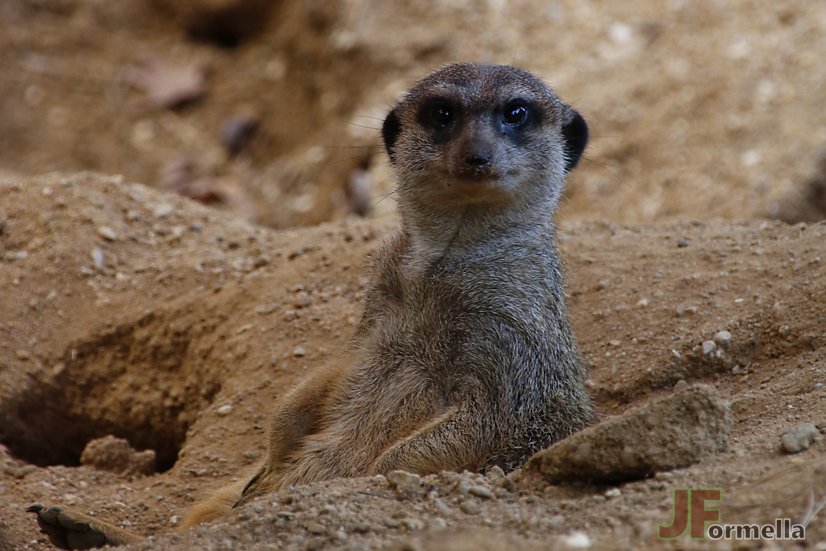 Erdmännchen im Duisburger Zoo