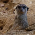 Erdmännchen im Duisburger Zoo