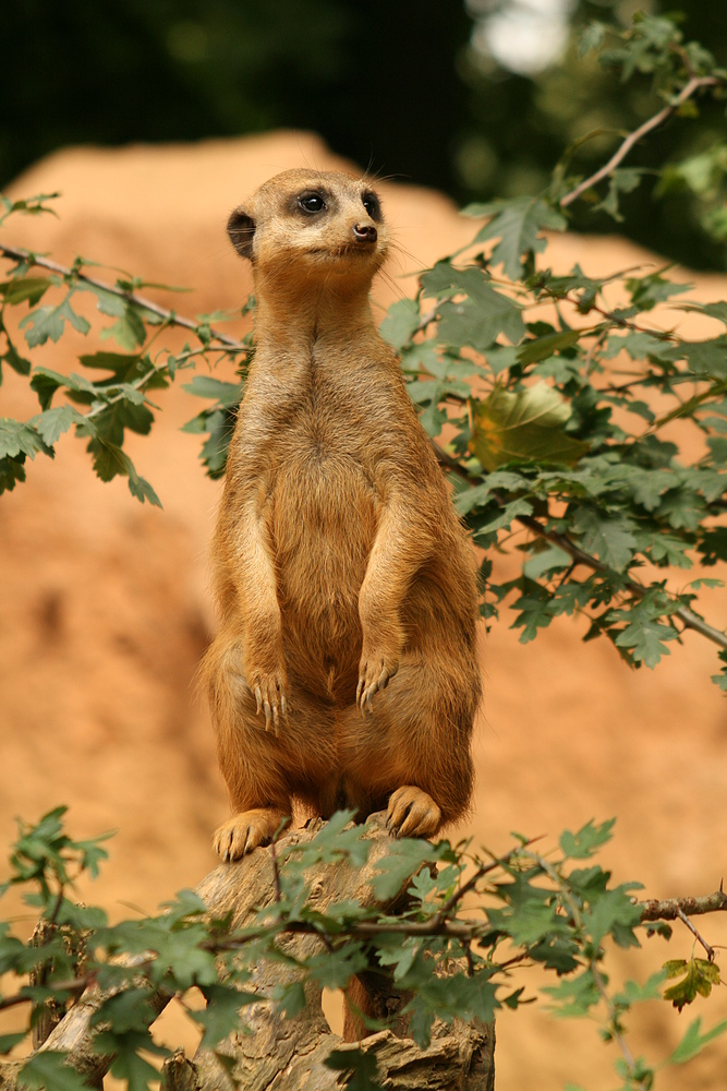 Erdmännchen im Duisburger Zoo