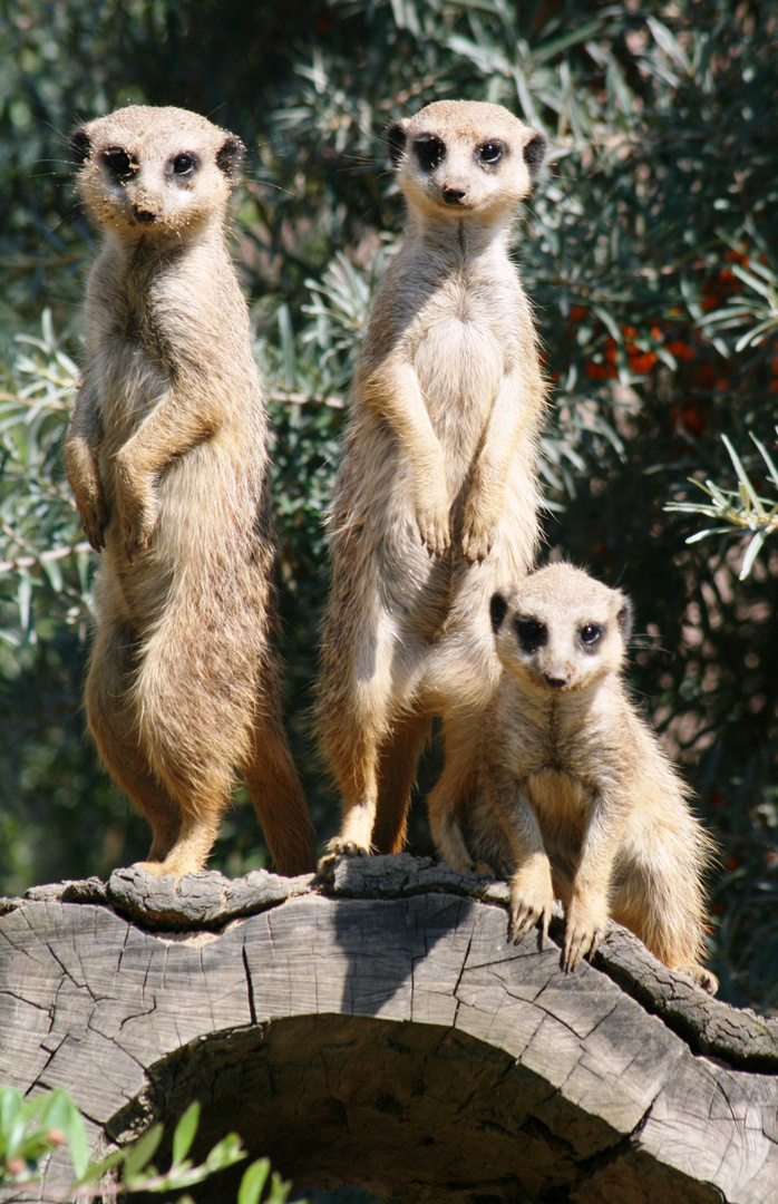 Erdmännchen im Erlebnispark Gelsenkirchen (2)