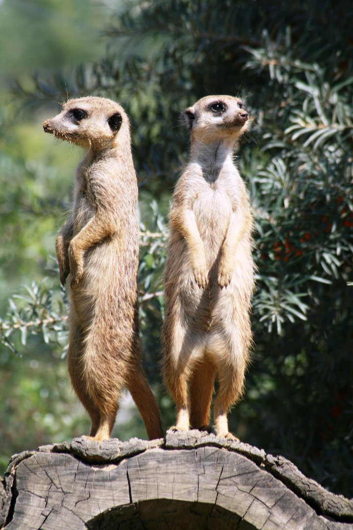 Erdmännchen im Erlebnispark Gelsenkirchen