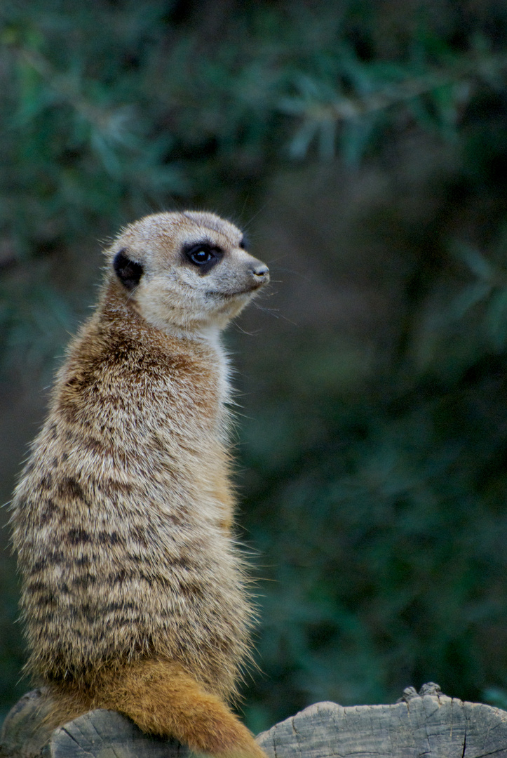 Erdmännchen im Erlebnispark Zoom