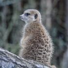 Erdmännchen im Frankfurter Zoo