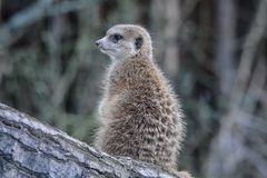 Erdmännchen im Frankfurter Zoo