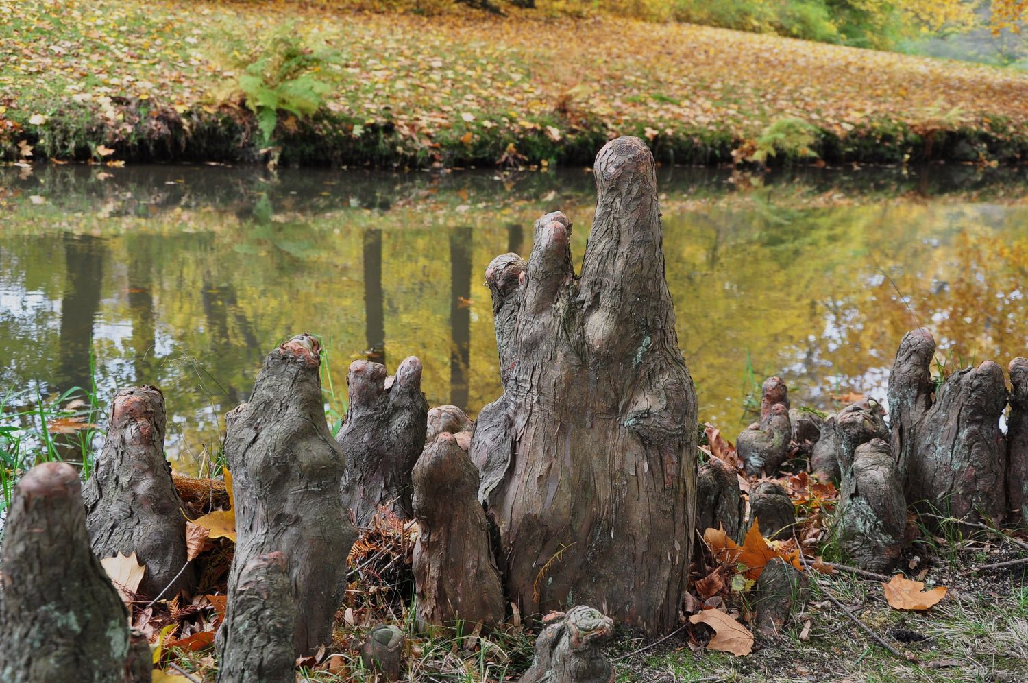 Erdmännchen im Fürst Pückler Park Bad Muskau