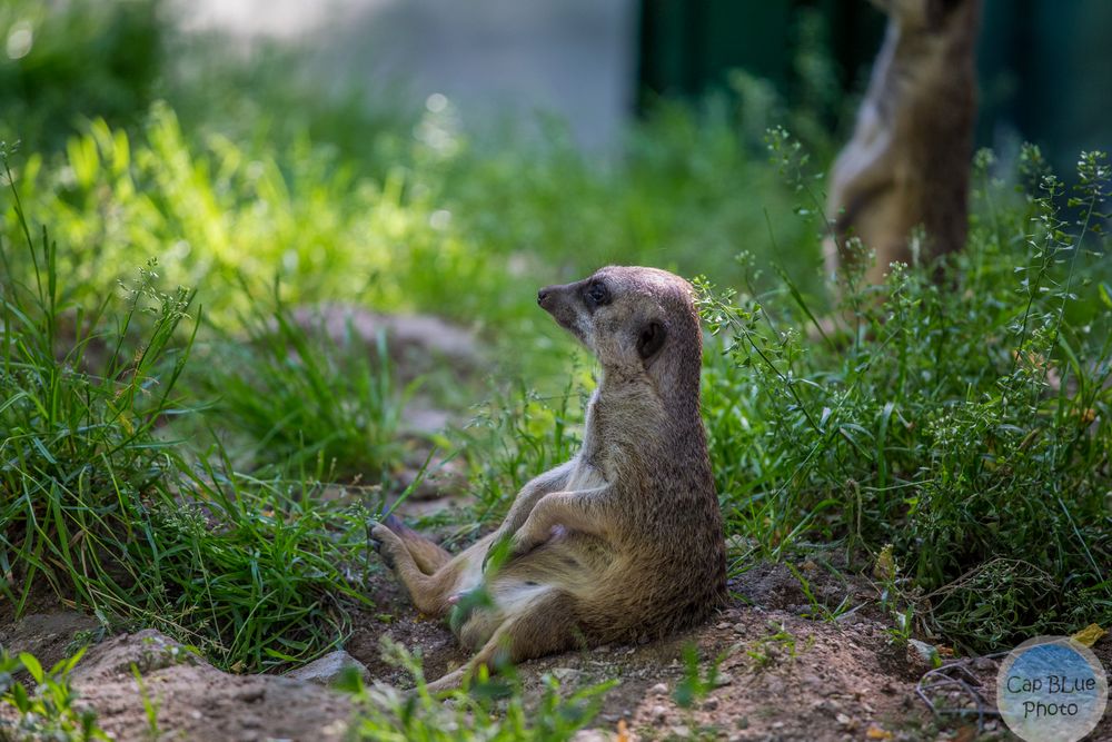 Erdmännchen im Grünen