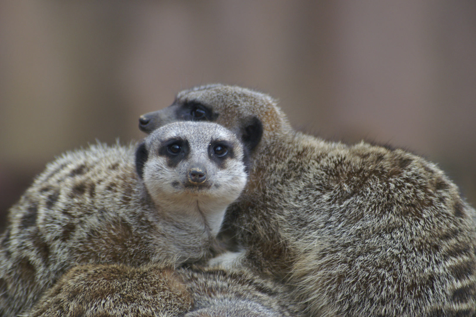 Erdmännchen im Hannover Zoo