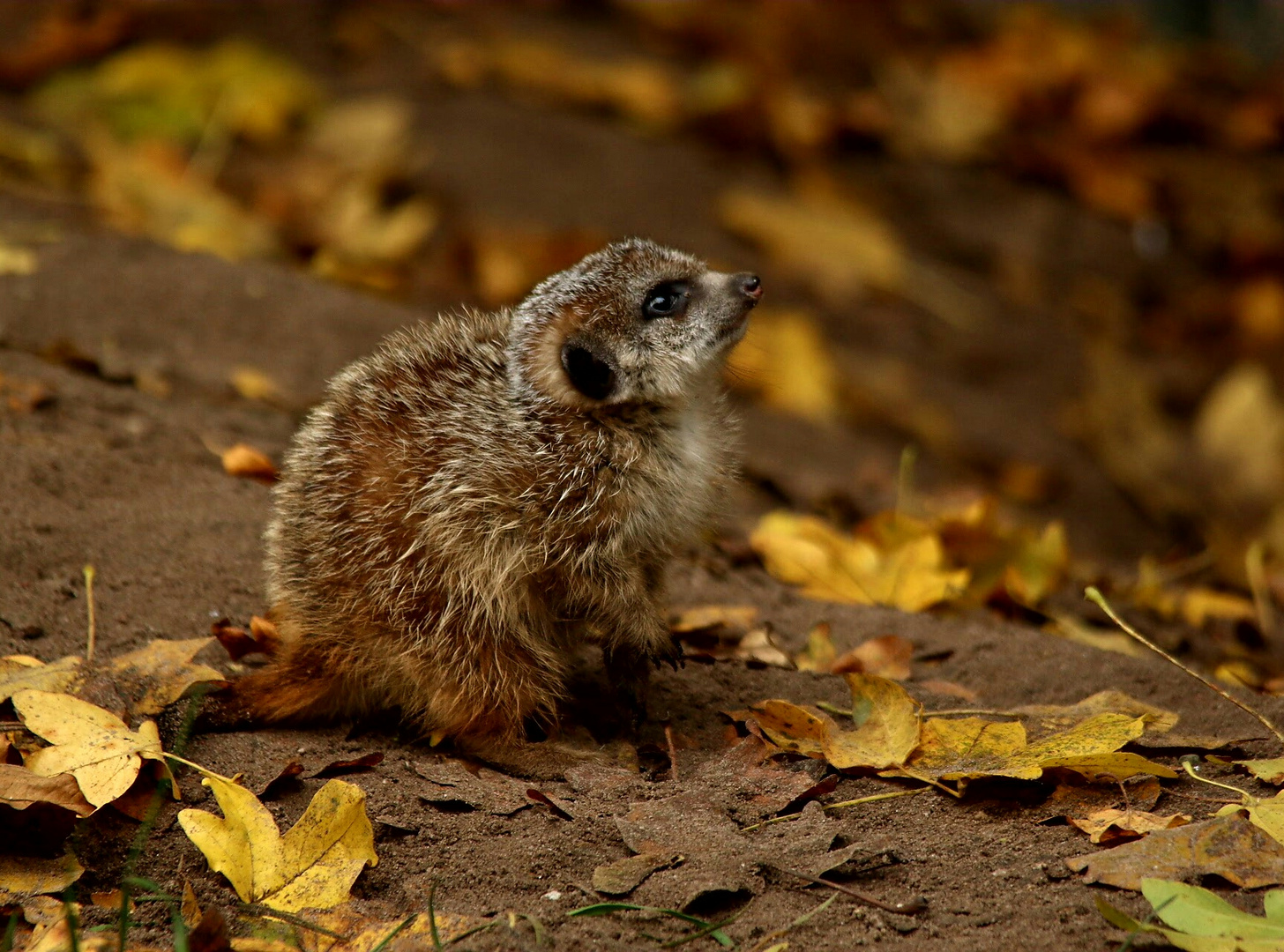 Erdmännchen im Herbst