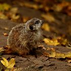 Erdmännchen im Herbst