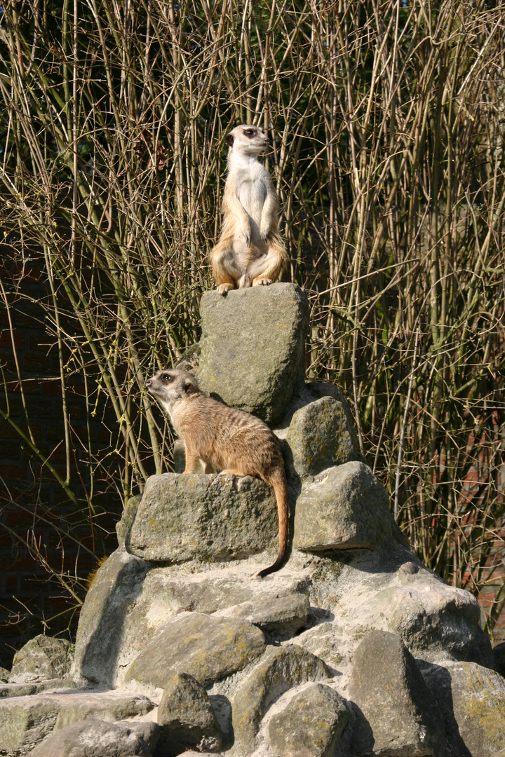 Erdmännchen im Jaderpark